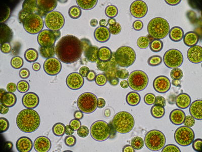 Astaxanthin z mikrořasy Haematococcus pluvialis v porovnání s jinými antioxidanty